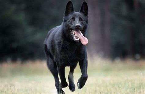 Black German Shepherd Price And What To Look For When Buying One