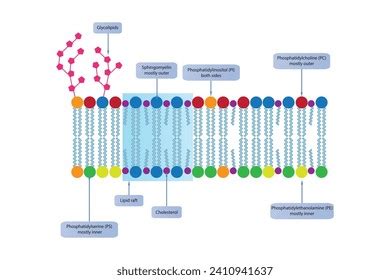 Diagrams Showing Schematic Structure Cytoplasmatic Membrane Stock ...