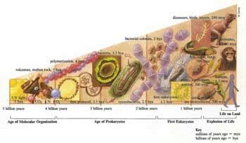 Top 15 Misconceptions about Evolution - Listverse