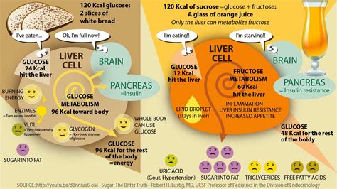 Fructose Metabolism Vs Glucose Metabolism