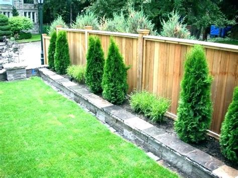 Incredible Trees Along Fence Simple Ideas | Home decorating Ideas