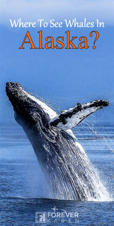 Whale Watching Tours ~ Whales In Alaska | Whale watching tours, Whale ...