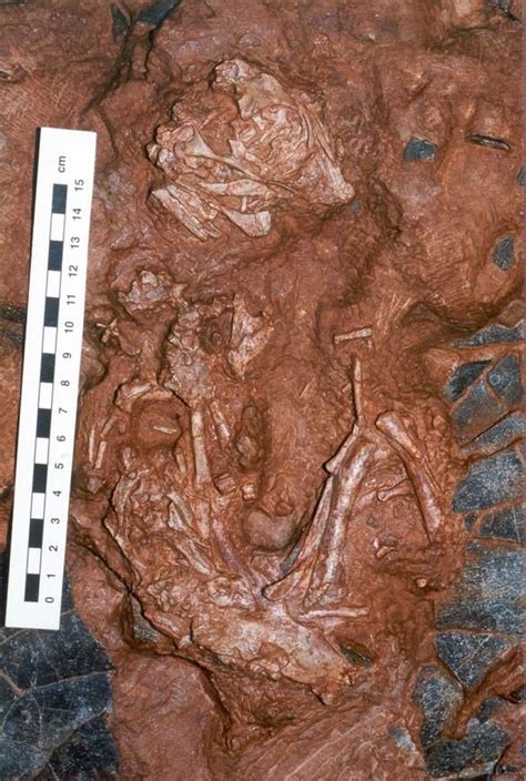 Baby dinosaur fossil revealed to be an entirely new species - The Verge