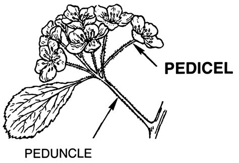 Peduncle | WikiGardener | FANDOM powered by Wikia