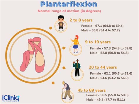 What Is Plantar Flexion?