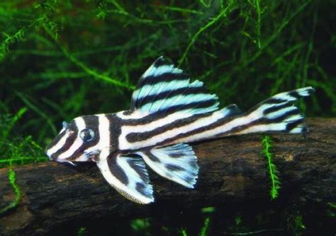 Zebra Plecos at Aquarium-Club.org