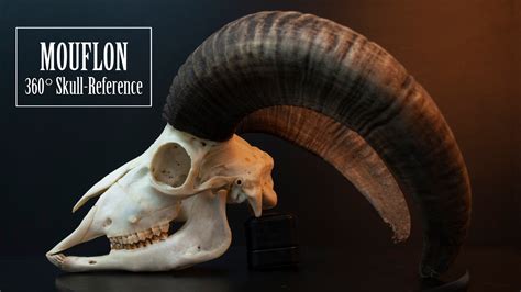 ArtStation - Mouflon Skull - 360 Refernce Pack | Resources