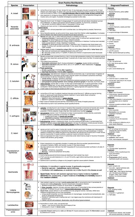 Gram Positive Rod Bacteria Table - CodeHealth