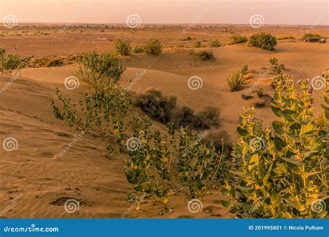 A View Past Milkweed Plants in the Thar Desert, Rajasthan, India at ...