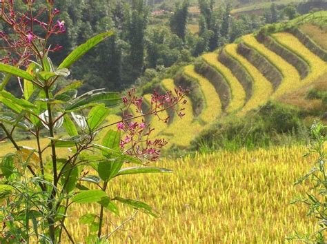 Sa Pa: Meeting the colourful hill tribes of Vietnam