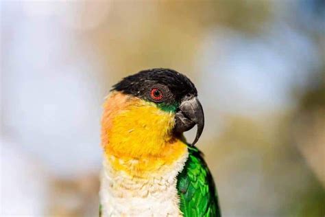 blog - Parrot way | Caique parrot, Parrot, Funny parrots