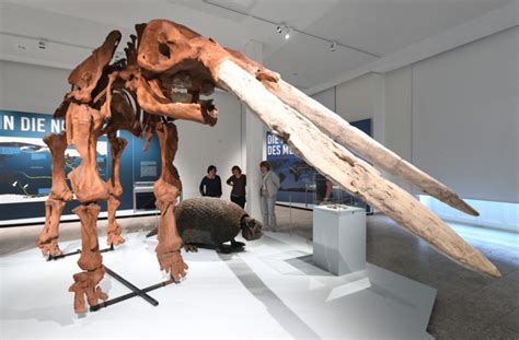 9-year-old boy trips over Stegomastodon tusk – The History Blog