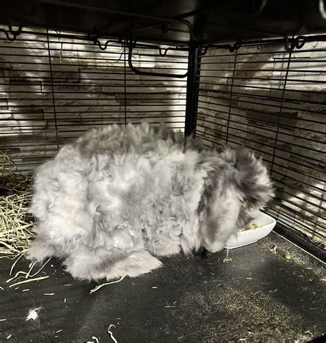 This is Baxter, 3 pound 10 year old fuzzy lop. He has a bad runny eye problem (the vet knows ...