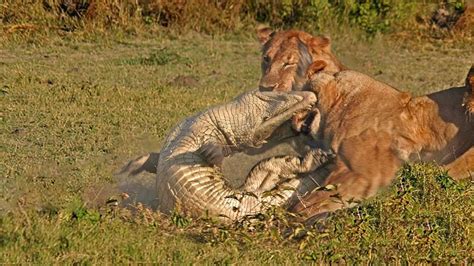 Amazing Lion Attack Crocodile To Death Battle For Survival 2017 - YouTube