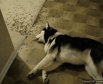 Sleeping Dog GIFs - Find & Share on GIPHY