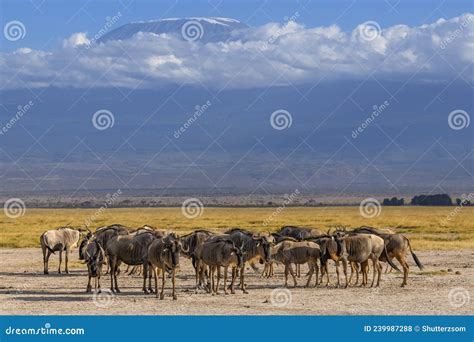 Wildebeest Herd Against the Backdrop of Kilimanjaro at Amboseli ...