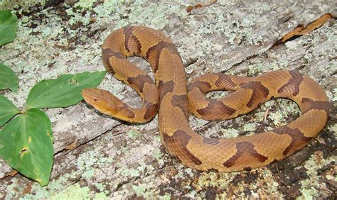 Venomous snakes in Georgia: What you need to know