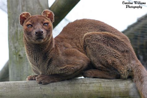 Fossa information from Marwell The Zoo