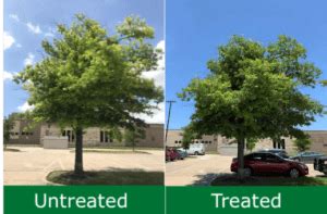 Chlorosis Treatment - Jackson Tree Service, LLC