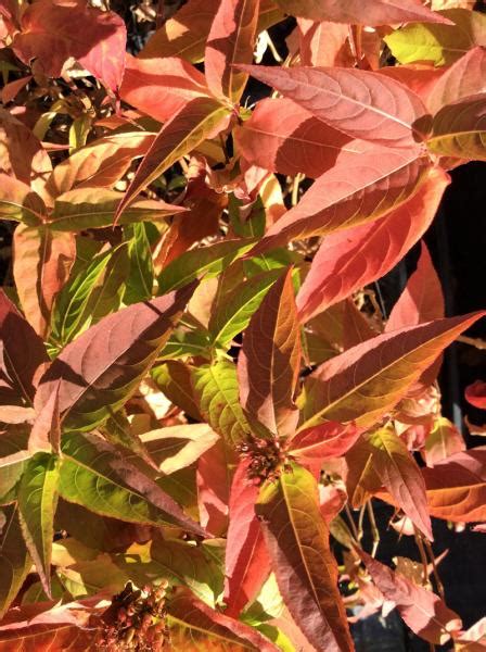 Diervilla sessilifolia ‘Butterfly’ at Digging Dog Nursery