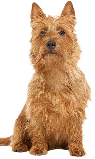 Australian Terrier - Training Course on Australian Terrier