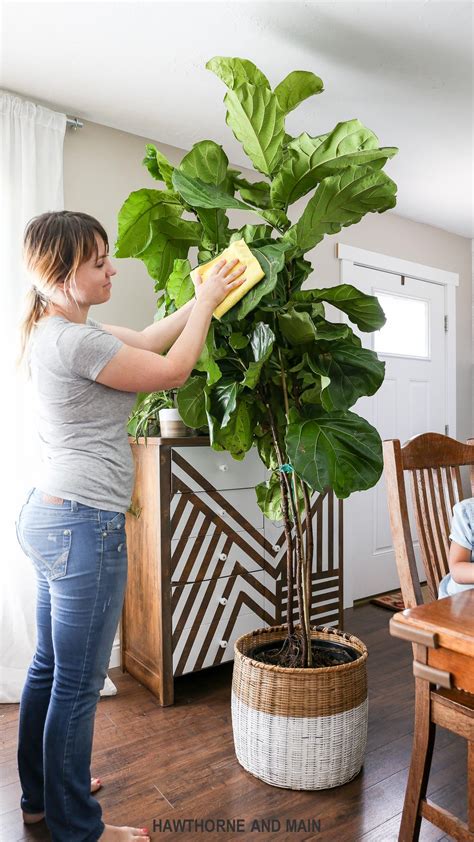 How to Care for a Fiddle Leaf Fig Tree – HAWTHORNE AND MAIN | House ...