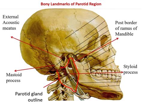 Parotid Gland , Anatomy QA