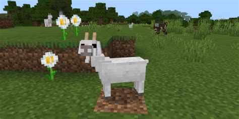 Goat Minecraft PE Addon/Mod 1.14.1.3, 1.14.1, 1.14.0, 1.13.1, 1.13.0