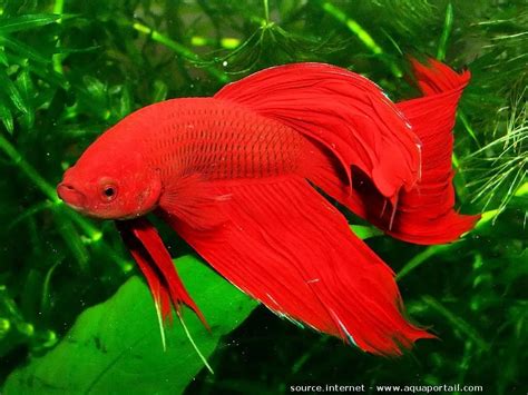 Poisson combattant: aquarium, alimentation, photos