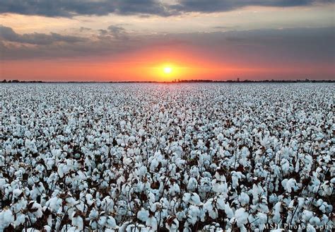 How To Farming Cotton - Farming Mania