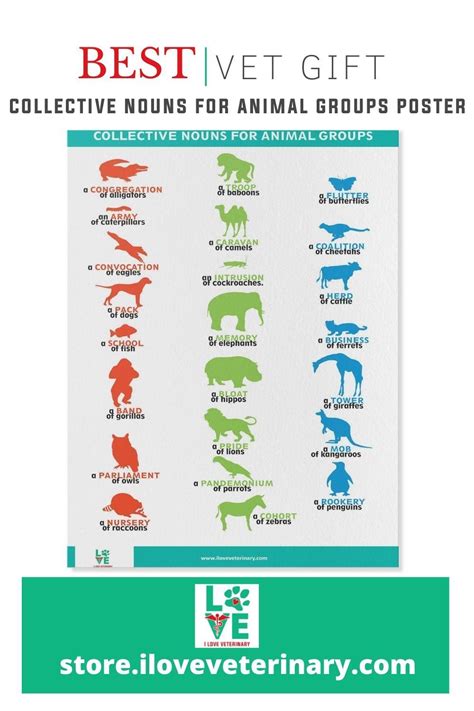 Collective Nouns For Animals Poster