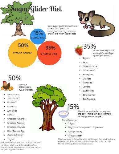 sugar glider diet | Sugar Glider Diet - by Nathan Hall [Infographic] | Sugar glider diet, Sugar ...