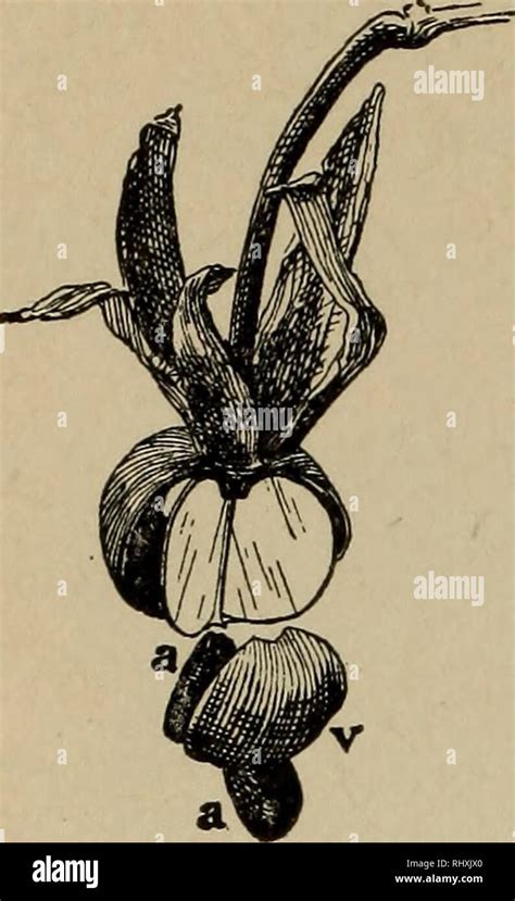 . Beginners' botany. Botany. 166 BEGINNERS' BOI"ANY. Fig. 234. —Cap- sule of Morn- ing Glory ...