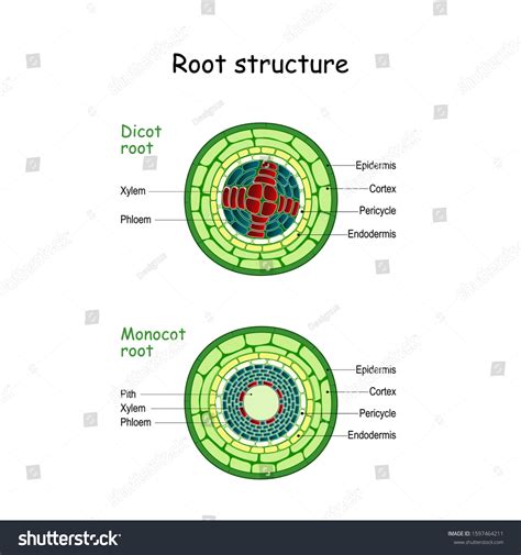 15 Internal Structure Of Dicot And Monocot Stem Images, Stock Photos & Vectors | Shutterstock