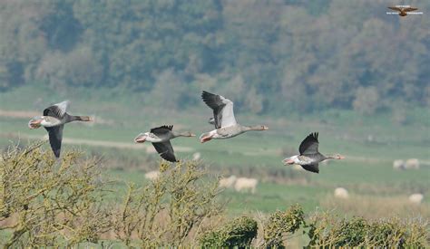 Greylag Geese 5394.jpg | BirdForum