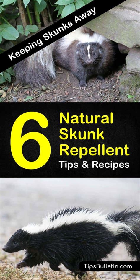 6 Safe & Reliable Skunk Repellent Remedies | Recipe | Skunk repellent ...