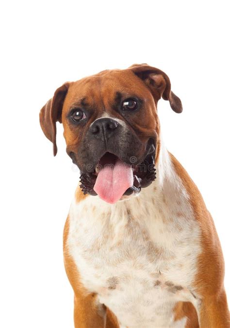 Beautiful brown boxer dog stock photo. Image of funny - 95424900