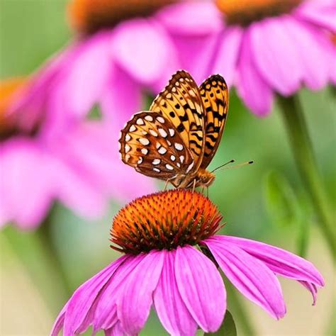 Purple Coneflower Plants for Your Butterfly Garden