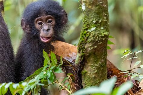 The Leakey Foundation | Rare bonobo behavior is photographic gold