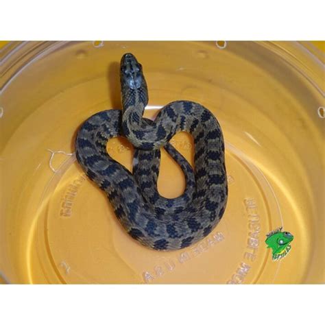 Diamondback Water Snake – baby – Strictly Reptiles Inc.