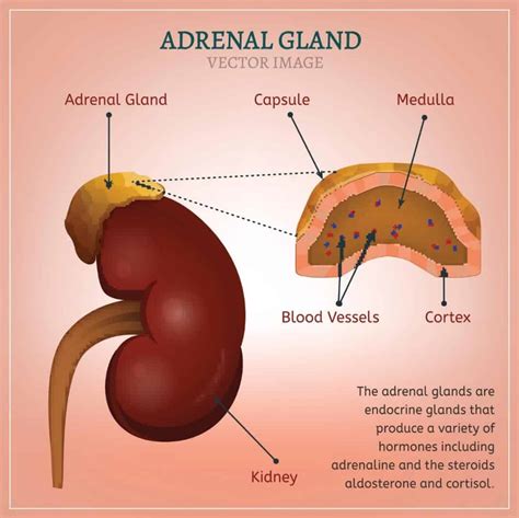 Adrenal Fatigue – Is Adrenal Fatigue Real? (UPDATE: 2017) | 5 Things ...