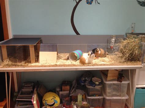 A diy wooden guinea pig cage I made with my dad. This is way cheaper ...