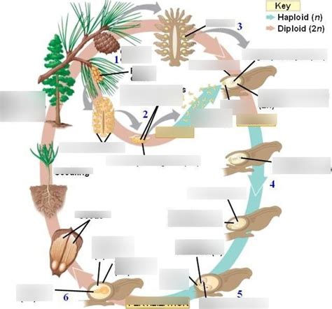 Gymnosperm Life Cycle Diagram | Quizlet