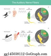 1 Human Ear Cutaway Diagram Anatomy Illustration Clip Art | Royalty ...
