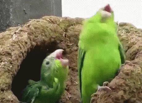 Parrot Dance GIF - Parrot Dance Celebrate - Discover & Share GIFs | Parrot gif, Parrot, Funny ...