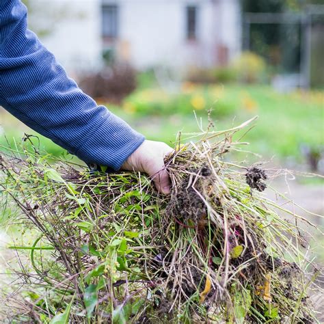 Effective Weed Control Practices - Cardinal Lawns