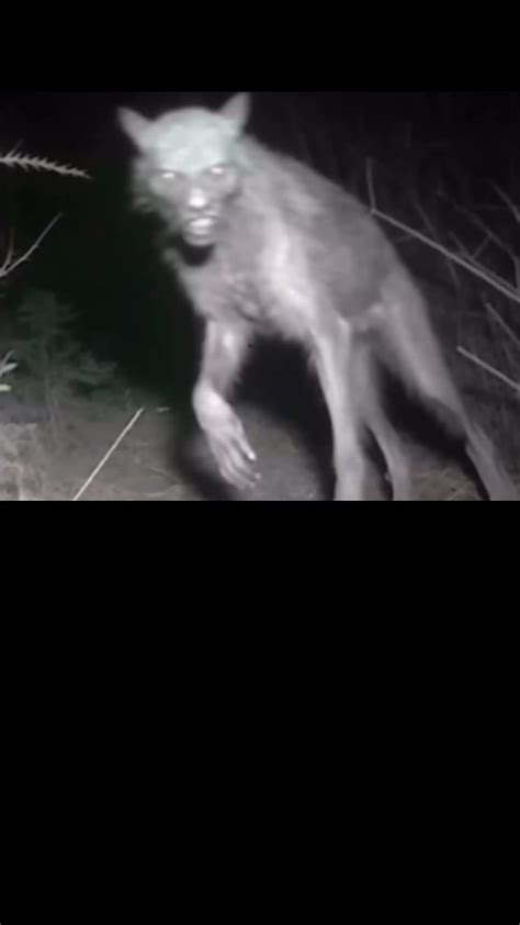 Wolf SkinWalker : r/Team_crazy