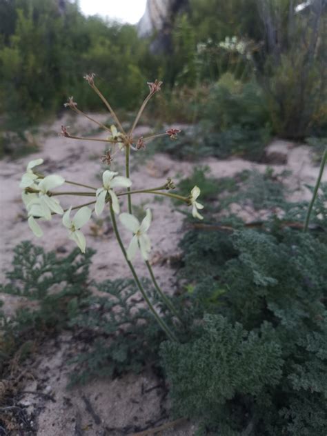 Night-scented Pelargonium in September 2020 by Mish Albertyn · iNaturalist