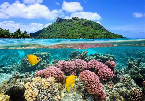 Restoring fish will not be enough to protect coral reefs - Earth.com