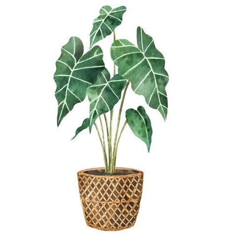 How to make your plants happy croton petra care guide – Artofit